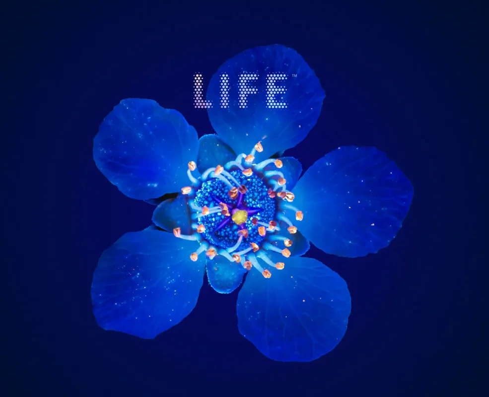 Triết Lý Mật Ong Manuka Health