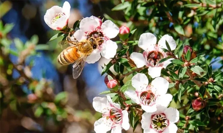 Mật ong Manuka Doctor