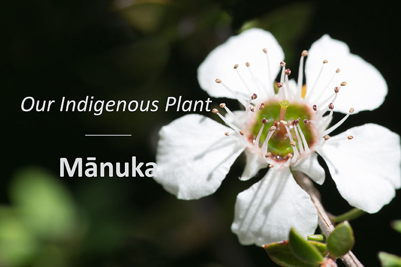 Mānuka – Đặc Trưng Duy Nhất Của New Zealand