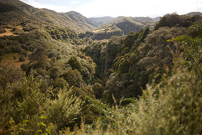 Sức Mạnh Tự Nhiên Của Mật Ong Manuka Nguyên Chất – Kho Báu Dinh Dưỡng Từ New Zealand