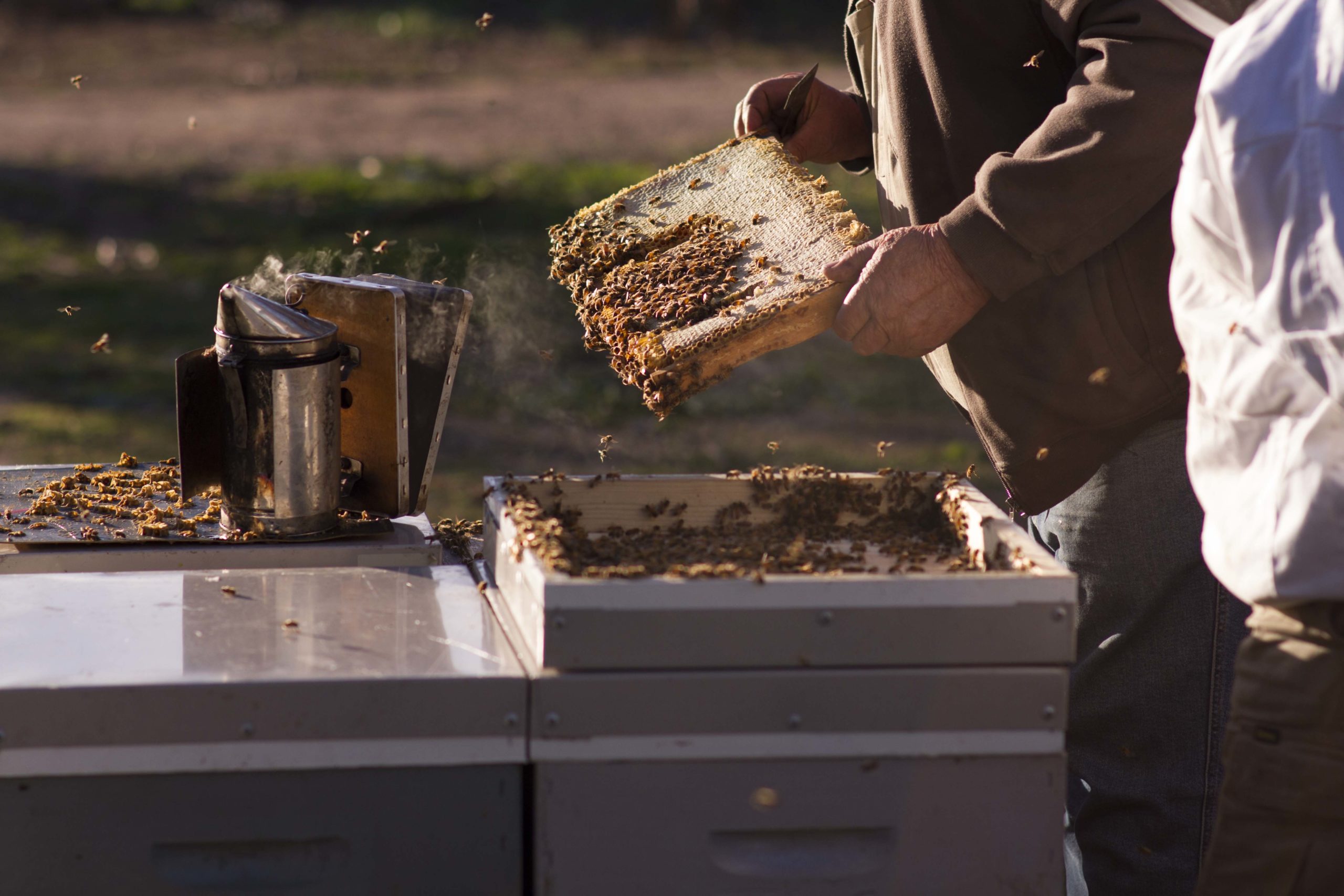 Cách trở thành người nuôi ong ở Úc
