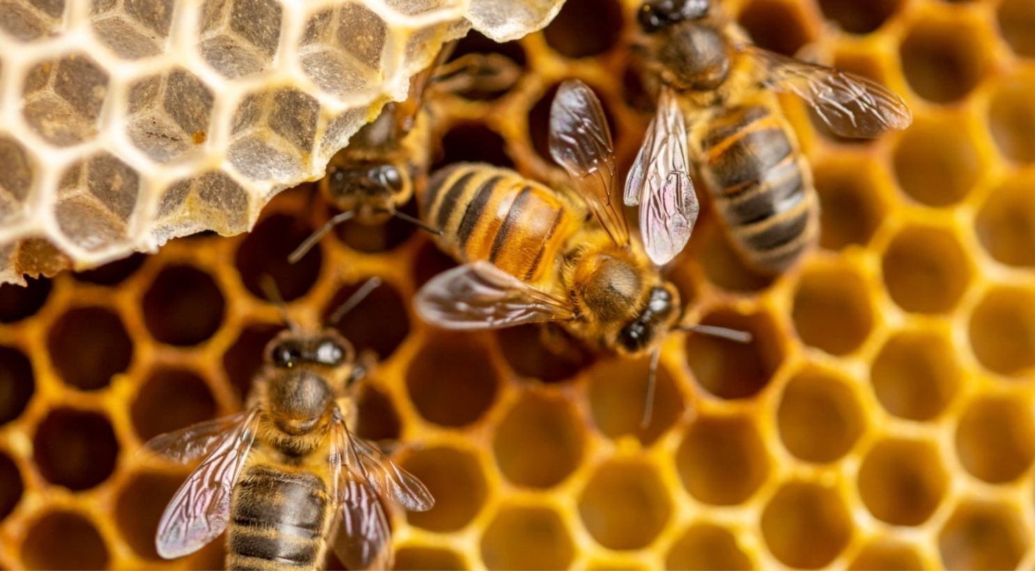 Hướng Dẫn Đánh Giá Độ Mạnh Mật Ong Manuka: UMF, MGO & NPA