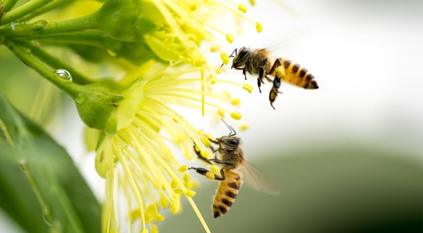 Cách Tạo Vườn Thân Thiện Với Ong – Bí Quyết Đánh Thức Sự Sôi Động Của Thiên Nhiên