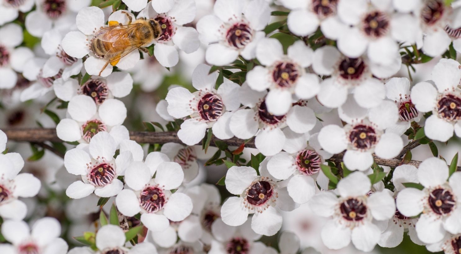 Lịch Sử Mật Ong Manuka Úc: Hành Trình Từ Thảo Dược Đến Siêu Thực Phẩm