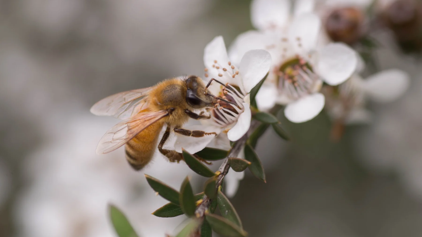 Ngày Mật Ong Manuka 2025 – Tôn Vinh Quà Tặng Độc Đáo Của New Zealand