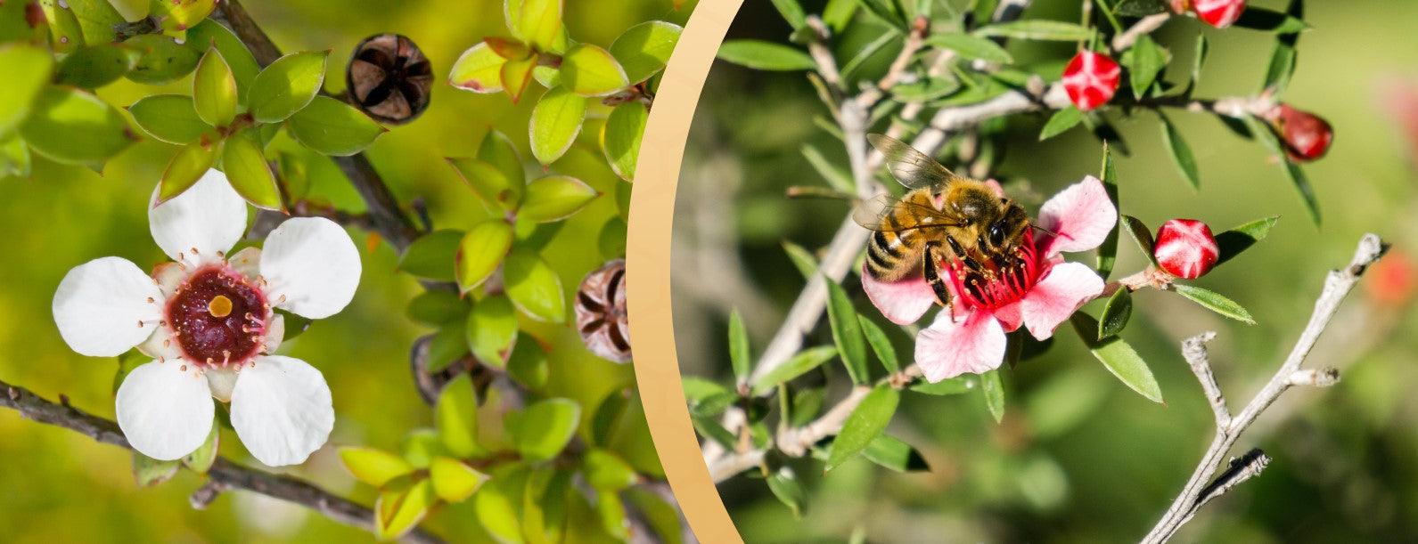 Mật Ong Manuka New Zealand vs Australia – Sự Khác Biệt Nào Đáng Chú Ý?